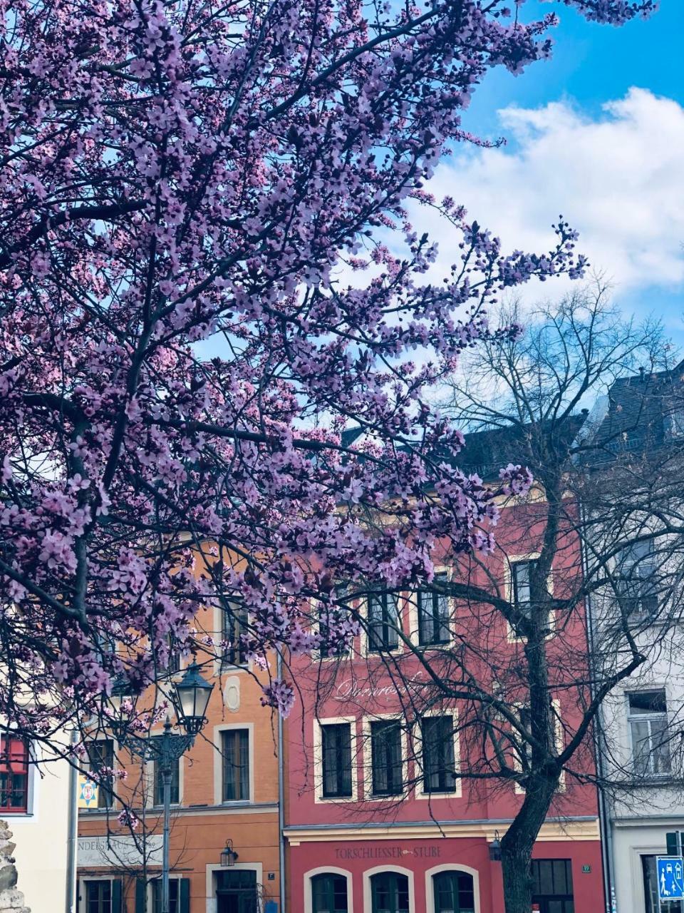 Altes Handelshaus Plauen Exteriör bild